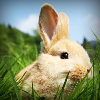 /album/jubimaconre/photolia-a03-jpg/